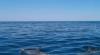 WELCOME BOAT TRIPS