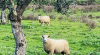 RAÍZES TURISMO RURAL