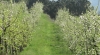 QUINTA DE SILVARES - AGRICULTURA BIOLÓGICA