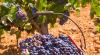 ASK JONAS ABOUT ALGARVE