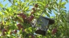 QUINTA DE SILVARES - AGRICULTURA BIOLÓGICA