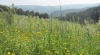 QUINTA DE SILVARES - AGRICULTURA BIOLÓGICA