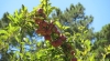 QUINTA DE SILVARES - AGRICULTURA BIOLÓGICA