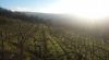 QUINTA DE SILVARES - ORGANIC FARMING